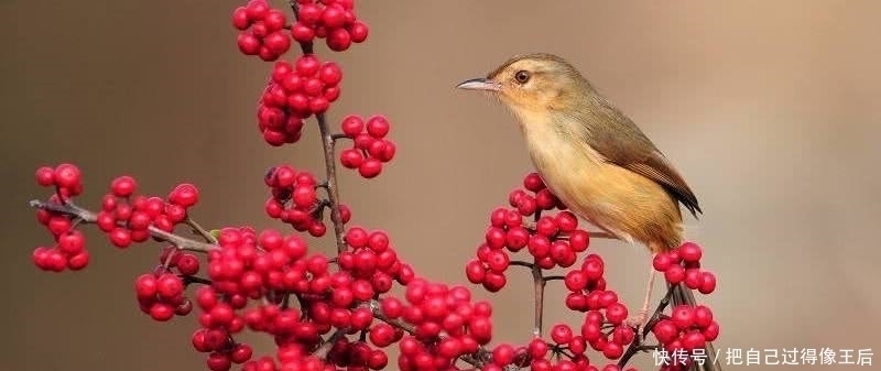 唐诗#他长相奇丑,却深受女子喜爱,一首七绝唐诗唯美伤感,冠绝古今!