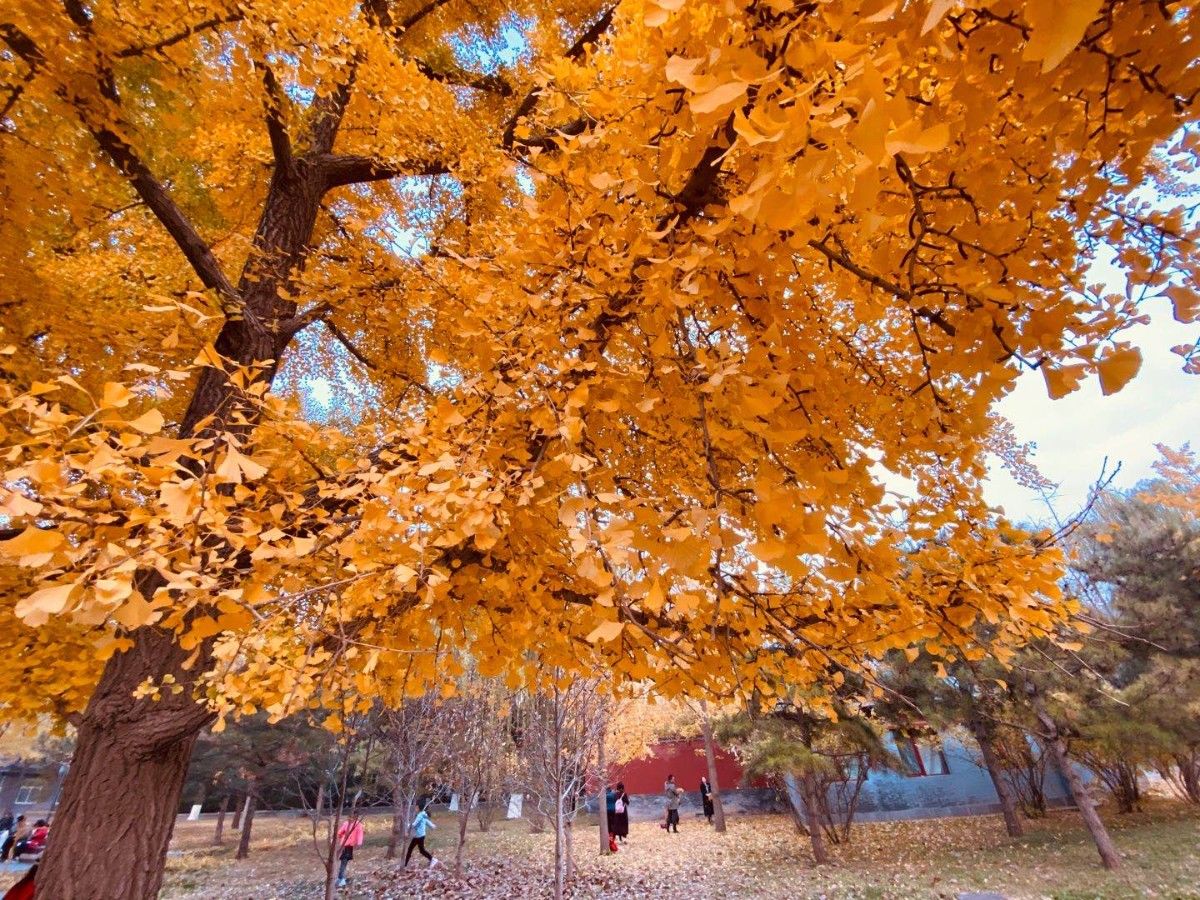 地坛公园|初冬地坛公园赏美景