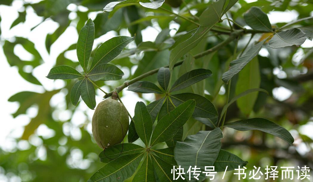 发财树|4种树,花开富贵“好兆头”,难得一见,看看你家有吗?