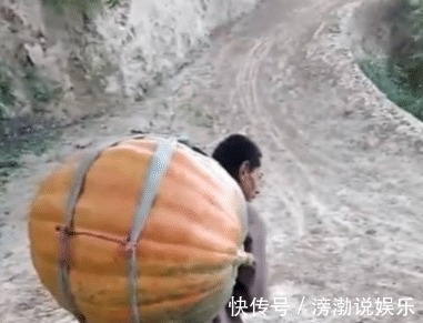 大叔意外丰收巨型南瓜，高兴的背着回家，途中南瓜却突然裂开了