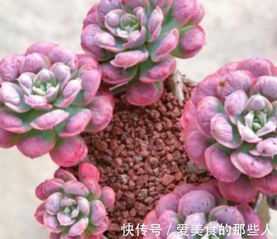 多肉雨滴有多美