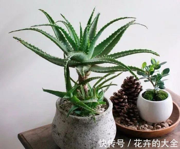 芦荟|夏秋温度高，养芦荟怎么规避黄叶落叶？满足这些条件