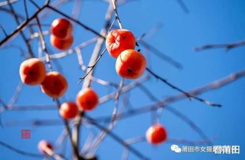 又见福建古村那一抹柿子红，你怎能错过？