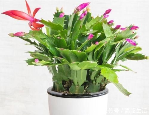 自然规律|养兰花、蟹爪兰和君子兰需记住,不能触碰三点,这是自然规律