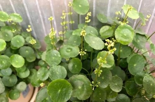 刚买回的盆栽，如何浇水、晒太阳、养护简单“3步”，越养越旺