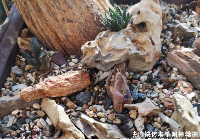 多肉种|把多肉种在石头里,你试过用石头当花盆吗?