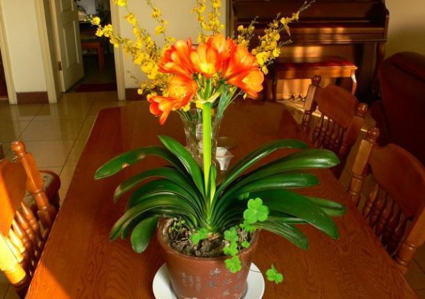 骨头|盆养君子兰,7天浇一次臭水,保管网格叶油绿、开花多