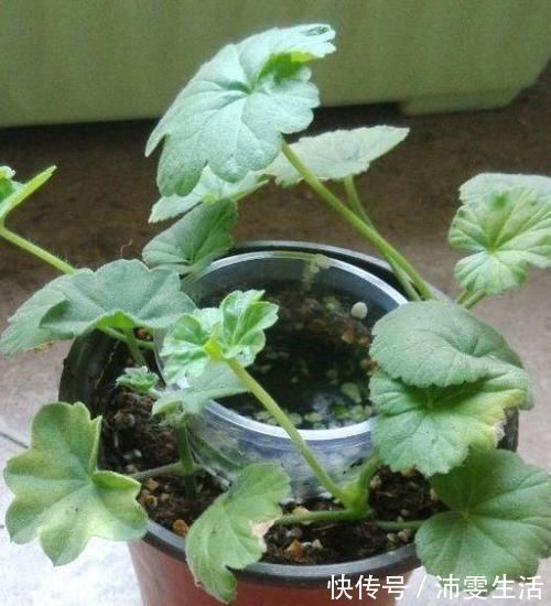 杜鹃|花盆太深真要命,长寿君子兰养1盆死1盆,赶紧换!