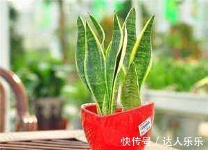 虎皮兰|虎皮兰生长缓慢教你3个养护小妙招，轻松爆盆长小芽