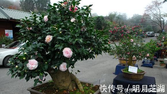 5种树型优美的盆景植物，观赏价值极佳，深受人们喜爱