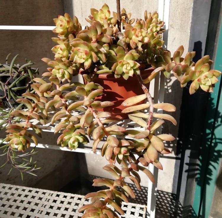 黄丽|让黄丽矮矮壮壮，颜色呈橘黄色，别忘这“两步”，变更美了