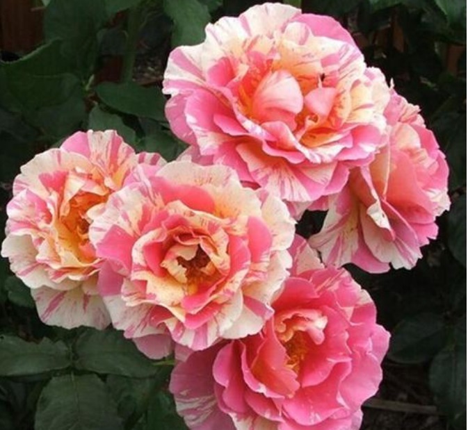 白兰花|3种花养在家里,一整年都有好运气,浇水就疯长,开花爆盆很容易