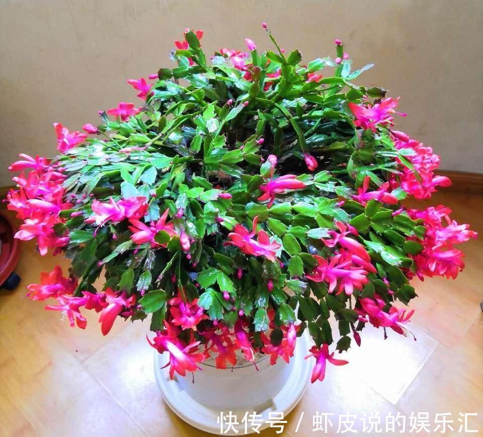 长寿花|7种“懒人花”,漂亮又好养,客厅养一盆,大气吉祥,养人又旺家