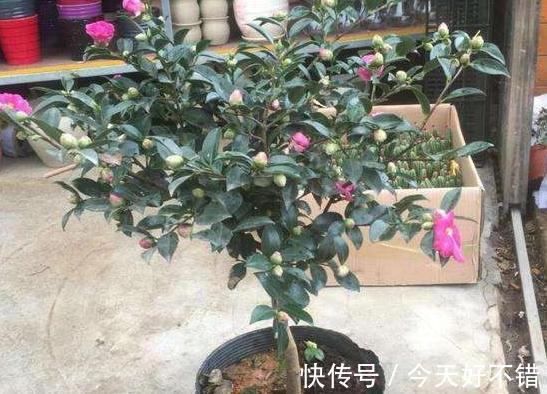 家里的茶花还不开花,学会4个技巧,叶片绿,开花一茬又一茬