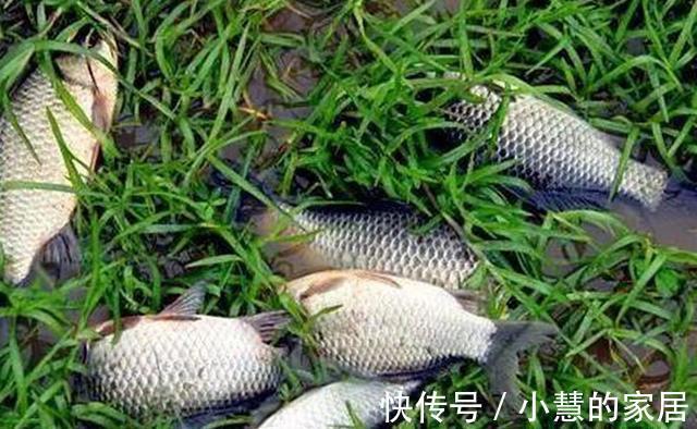 秋分|秋天钓鲫鱼，以秋分为分界线，难度越来越小，要点就是“灵活”