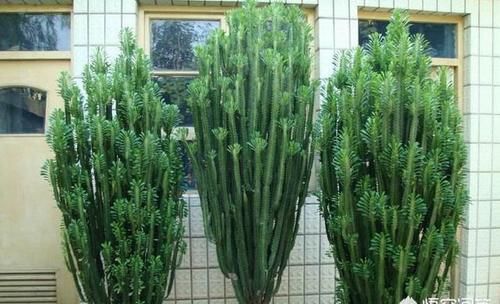 龙骨怎么扦插？