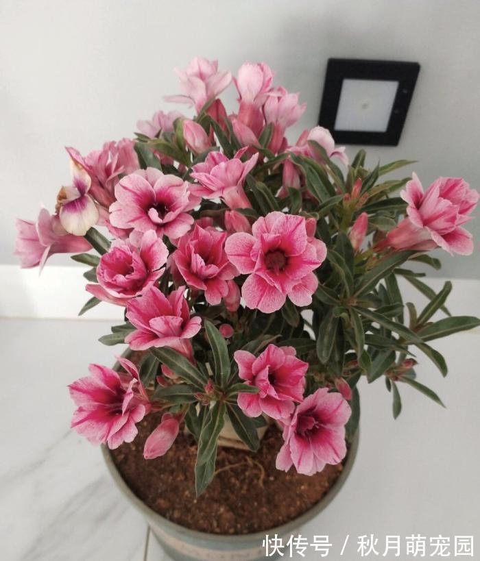 秋天|秋天养“6种花”就不可以多浇水,不然容易黄叶烂根,开花更是难