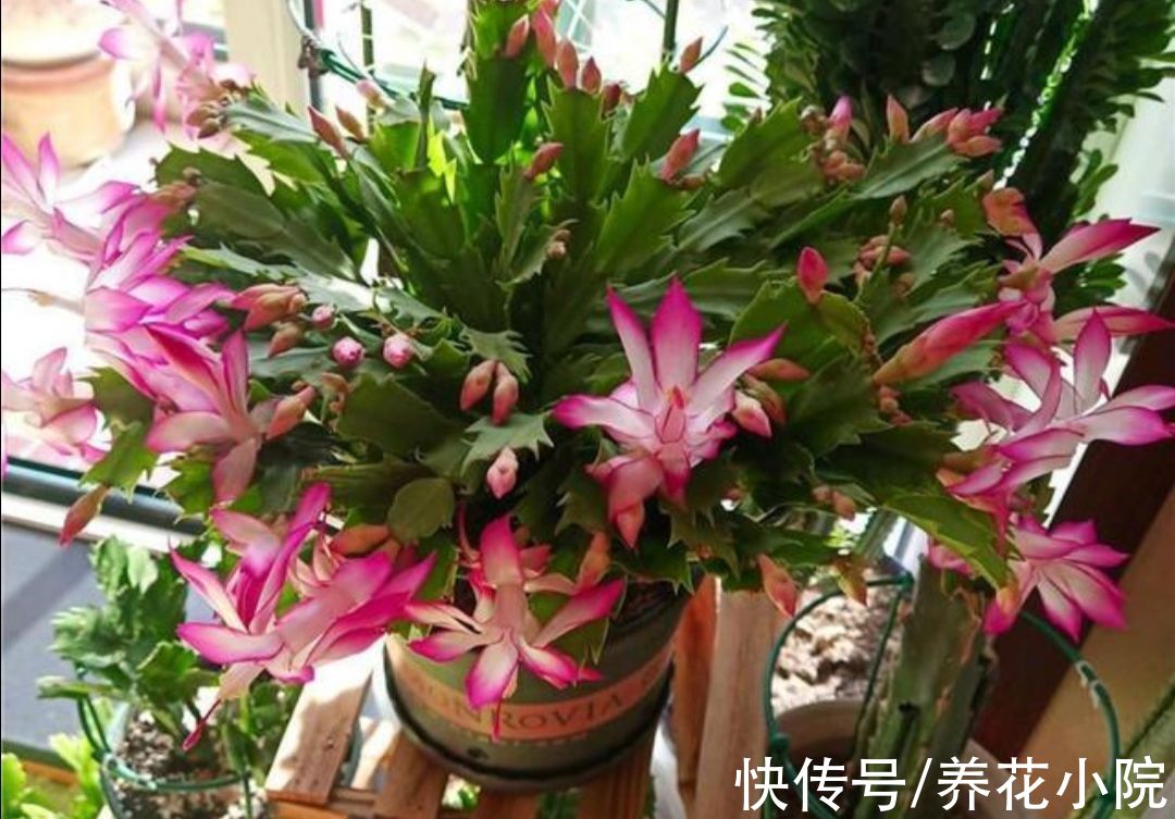 11月养蟹爪兰,给它补上“1种肥”,花苞长得多而又饱满