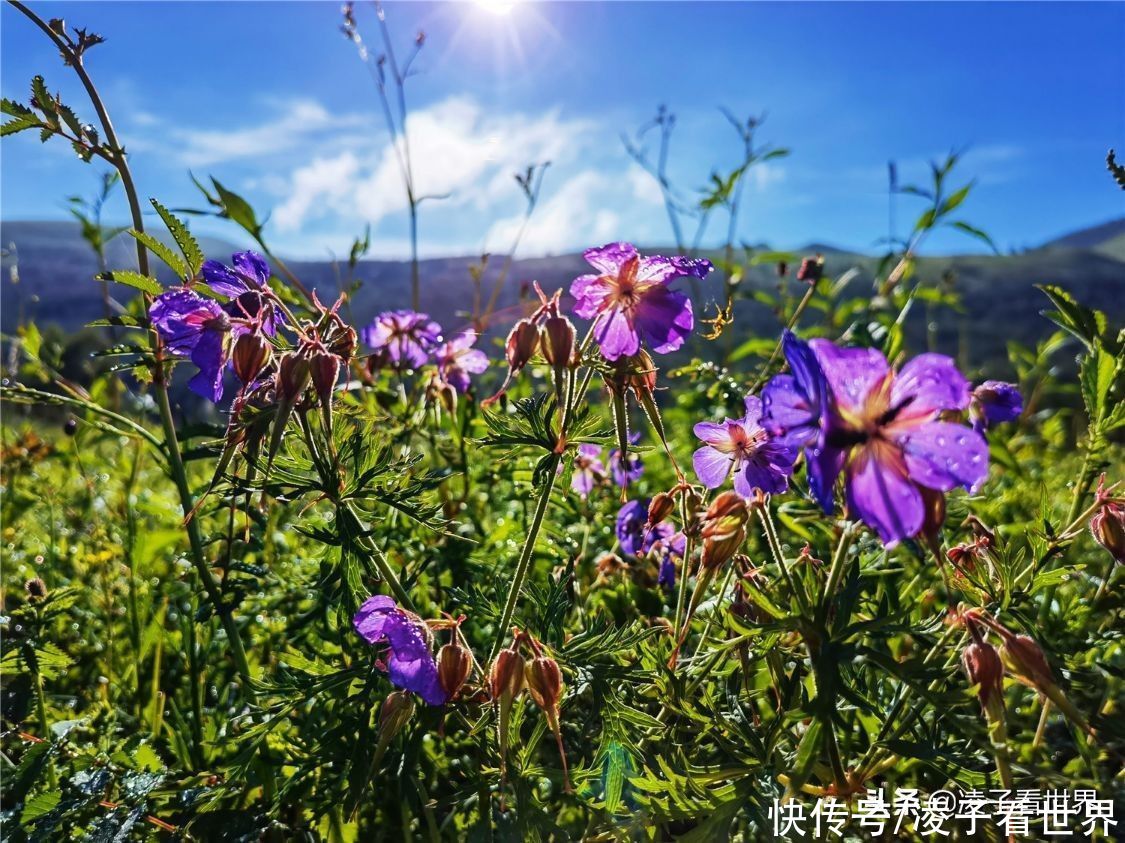 千松坝森林公园|治愈系美景，自驾者的天堂，千松坝森林公园暑假旅行的最佳地