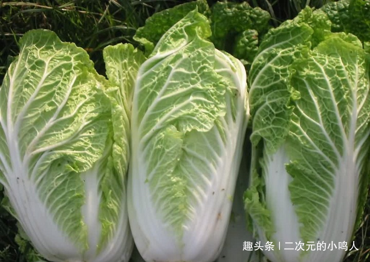 白菜|冬天尽量不要吃白菜很多人都不懂，吃出一身病，危害健康