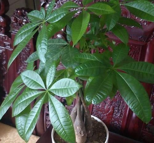 修剪|4种花卉耐旱、好养活,在家盆栽30天浇水一次,植株越长越旺