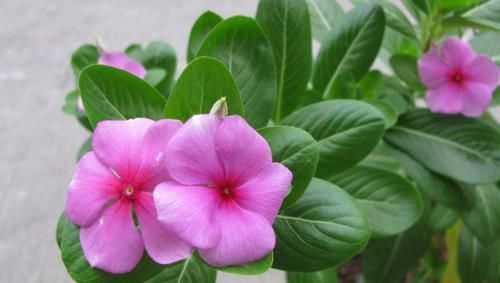 花盆|什么东西适合养花?这些宝贝,帮搞定花盆、花土、花肥问题