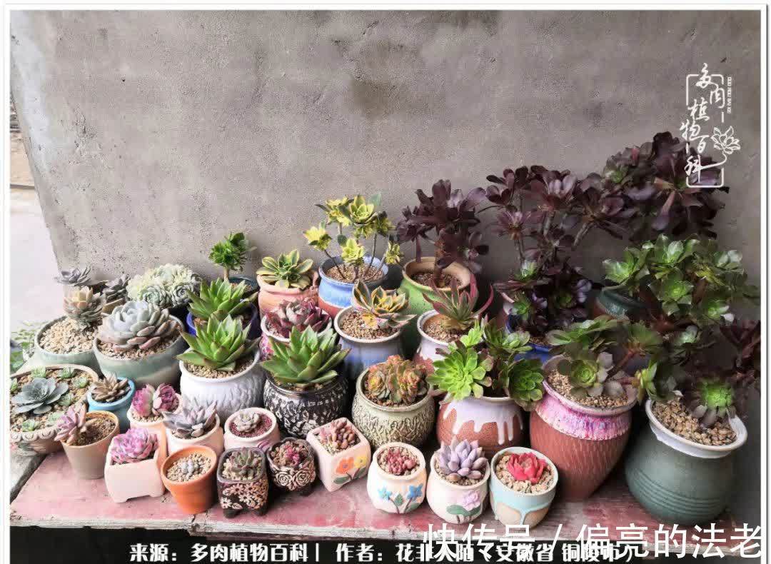 感恩遇见,感谢有你——多肉