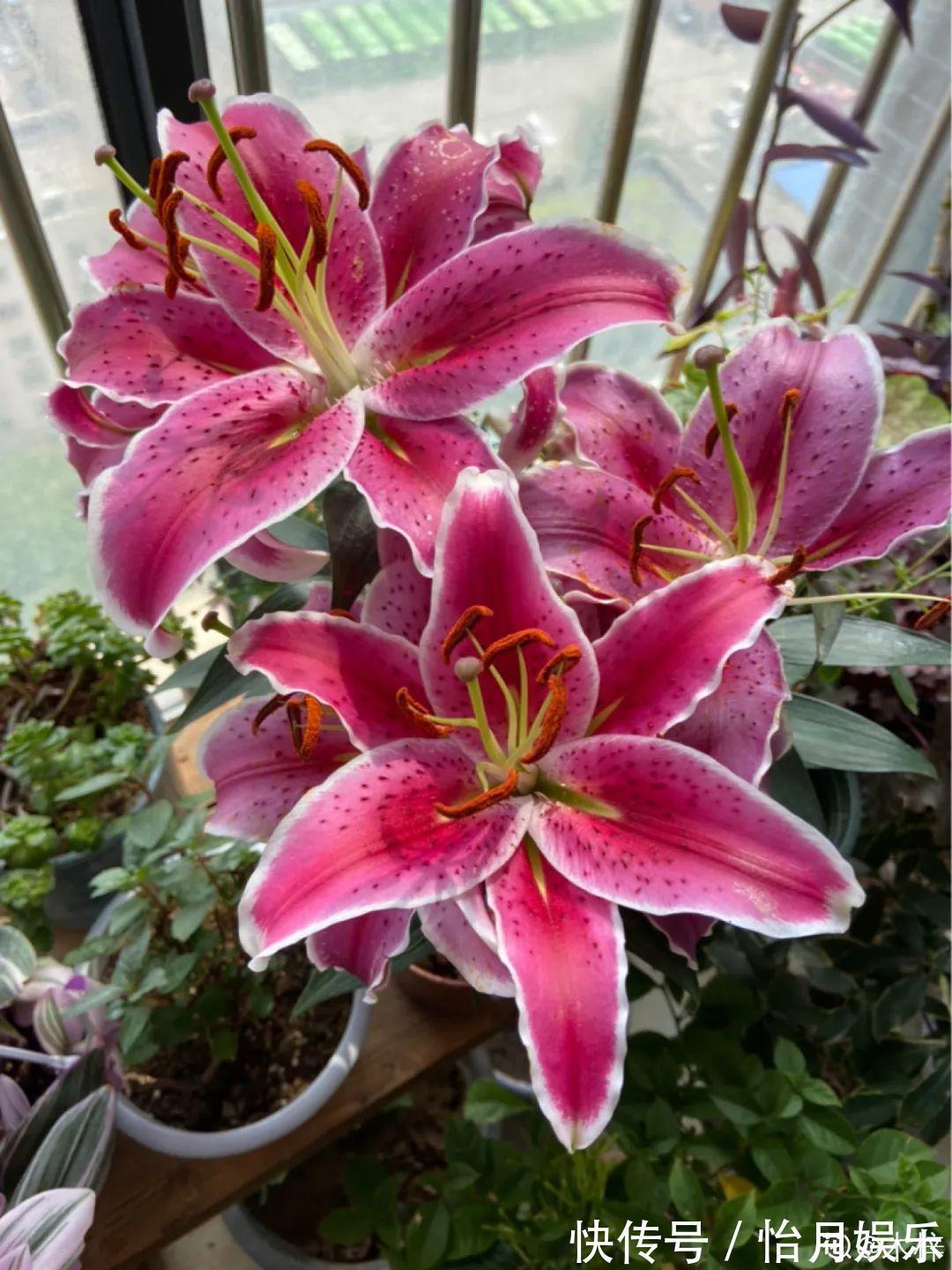 花也能成精,养成巨无霸,一次开花50朵,比小孩还高!