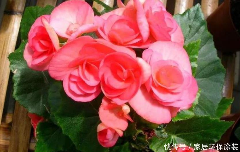 最有仙气的4种花,福旺运旺财更旺,财运爆发,事业风生水起