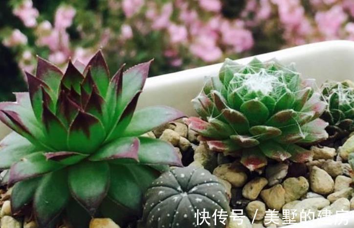 虫害性|入秋后天渐凉,养多肉用这3种“特效水”,叶子越发透亮肥美