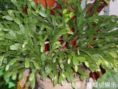 植株|夏天养蟹爪兰,“3点”做不好,黄叶、耷拉、介壳虫,活不到秋天