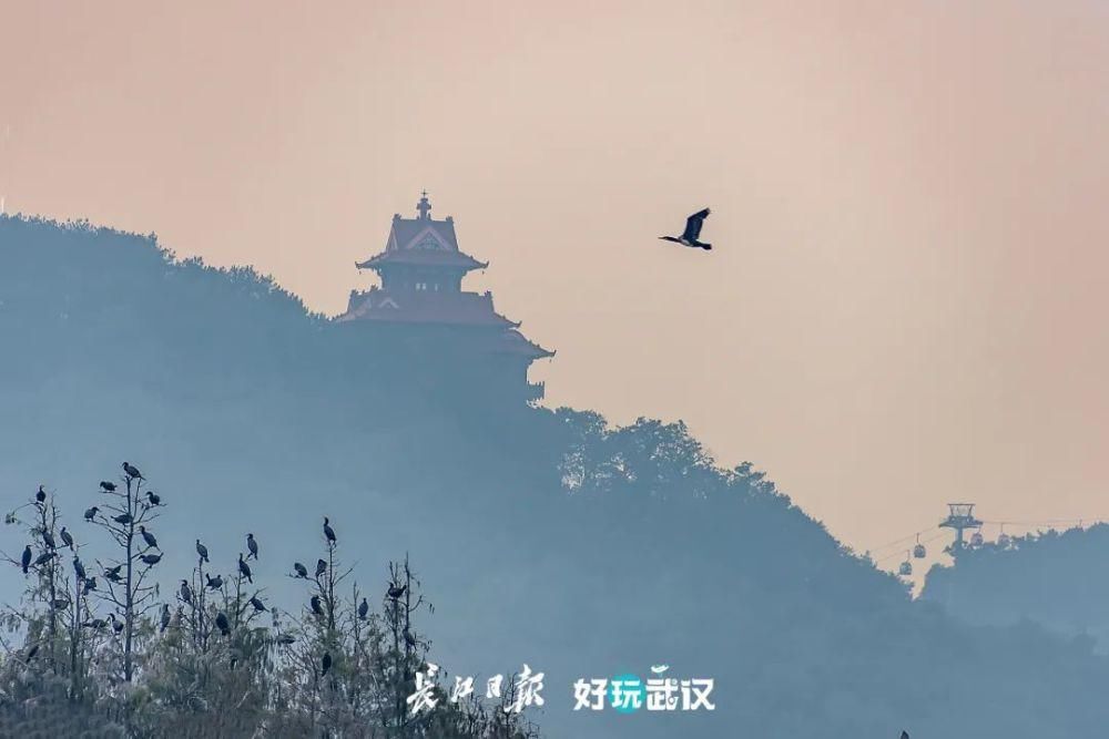 观鸟|在他们的镜头里，我才知道东湖的鸟都是“白富美”