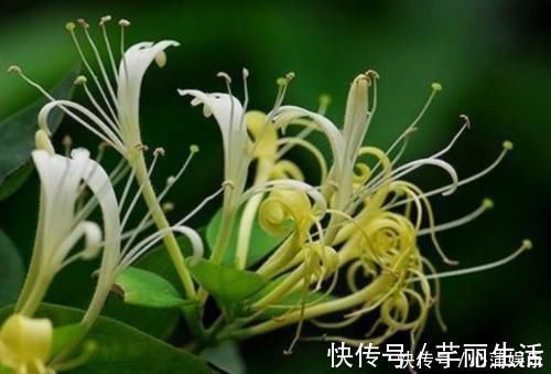 益母草|天然“青霉素”发现了,没事儿可劲儿吃,杀菌消炎,炎症或不敢“登门”