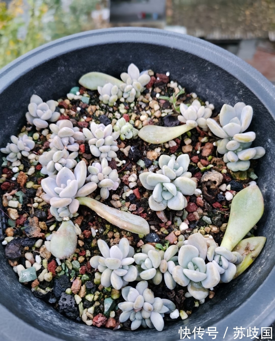 这“三多肉”是爆崽小能手,颜值高易爆盆,却因便宜“无人问津”