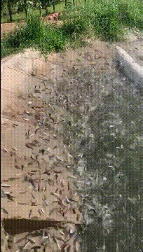 |搞笑GIF动图,给家里的金毛洗个澡之后,它自闭了!