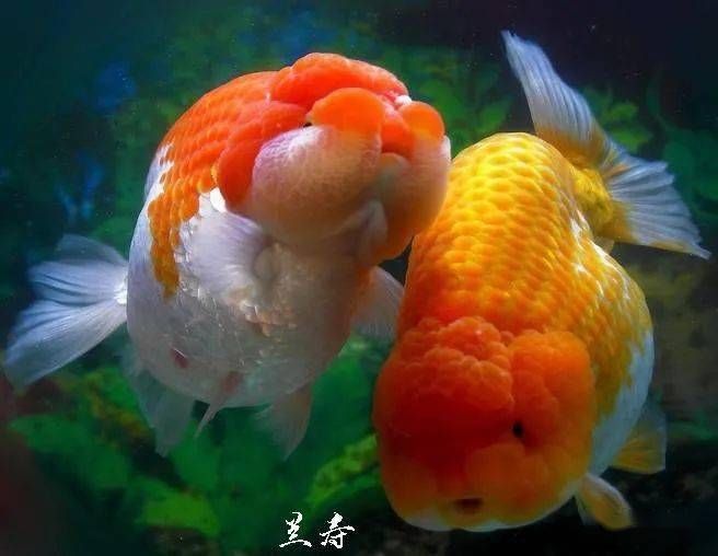 兰寿金鱼饲养技巧