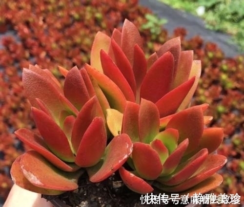 导致多肉休眠的3个原因,及时避免,不然黄叶又烂根!