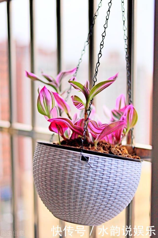 过去一年很火的5种网红花:第一种贵而难养,第三种就是个骗局