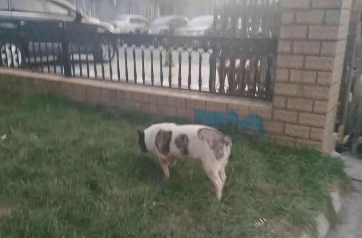 老公|“发现一个手办和我老公长得一模一样,这也太丑了吧!”哈哈哈