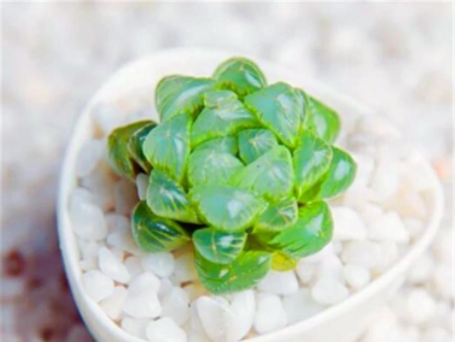 阿勇|5种最美的绿色多肉,不用上色就很美,养成老桩更惊艳