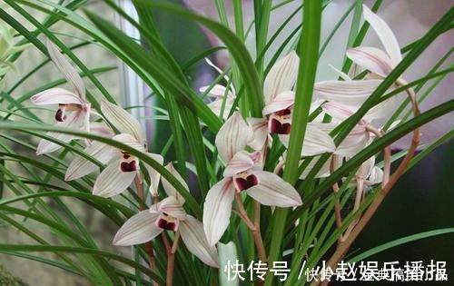 什么淘米水、黄豆水都不如它,用来养兰花,新叶侧芽一起长