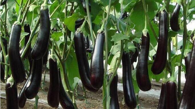 女性到了中年，常吃以下食物，排毒通便，養護腸胃，營養又瘦身