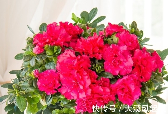 花开爆盆喜庆吉祥,新年新气象,好运连连