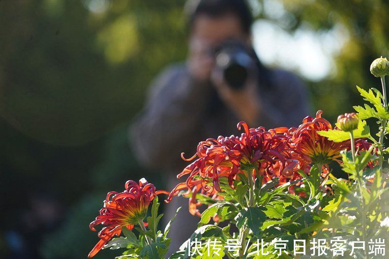 盆景|北海赏菊！北京市第42届菊花展开幕，设单向游览路线