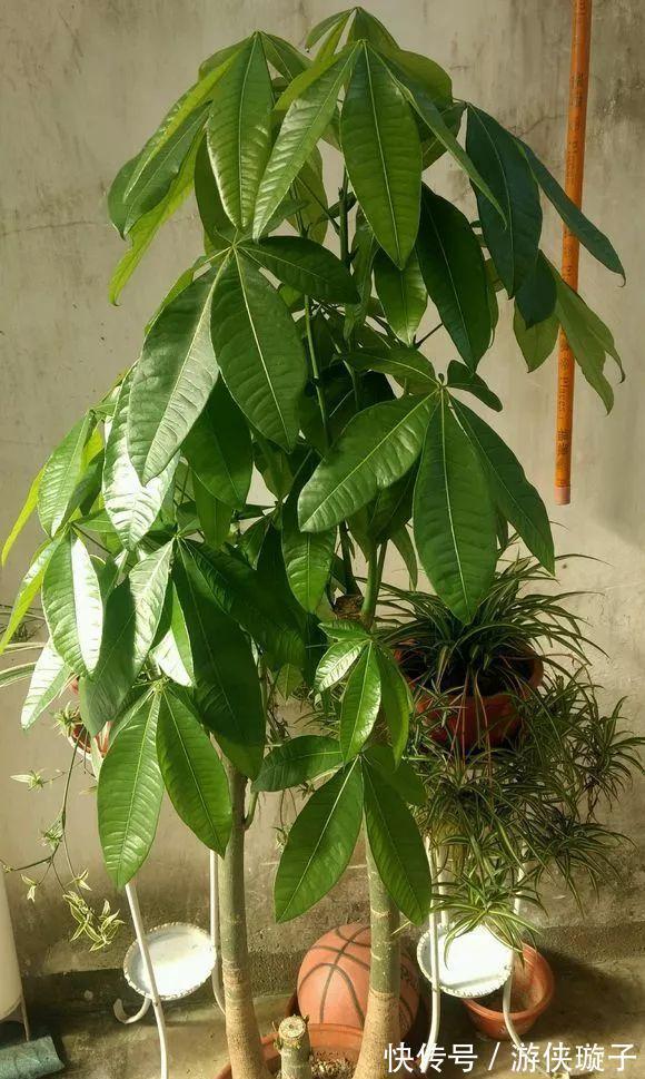 根系|7种大盆栽，冬天正“虚弱”，赶紧断水，多浇一杯水，灌死一大片