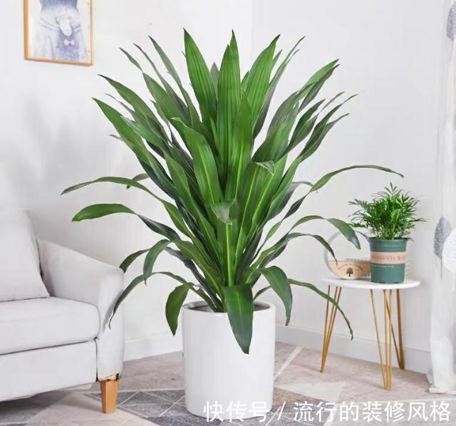 肥料|用肥料前先了解这些基础，养的花蹭蹭长，花一年开好几次