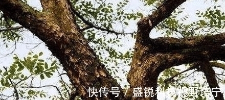 农村一直把当柴烧的一种树, 竞比紫檀还珍贵, 网友 “如同烧钱”