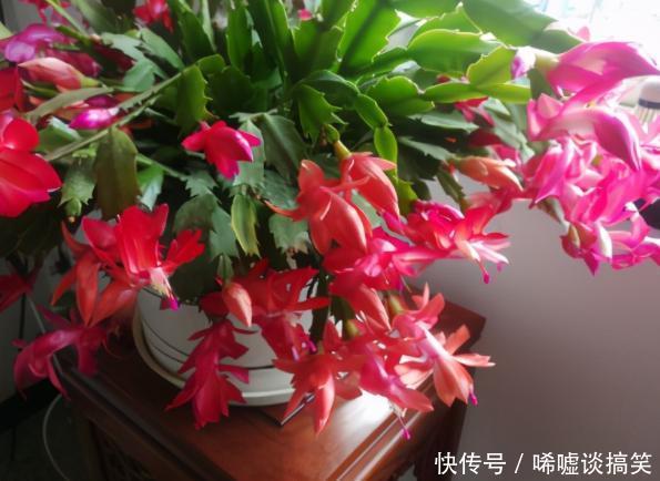 修剪掉|冬春养长寿花、蟹爪兰,不能心软,越早下手剪剪开花越多越漂亮