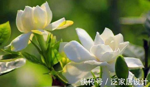 栀子花|春节过后家里阳台养此款花，不怕热耐干旱，美丽不输牡丹
