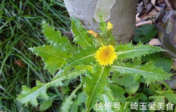 这草蛇见了就跑,人称“鬼都怕”,以前拿来喂猪,如今变富贵餐!